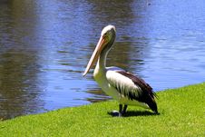 Australian Pelican - Pelecanus Conspicillatus Royalty Free Stock Images Australian Pelican - Pelecanus Conspicillatus Royalty Free Stock Images