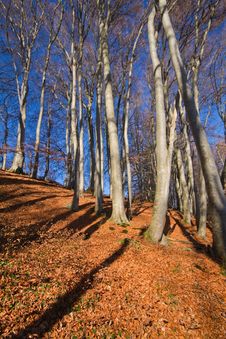 Beech Forest At Lake Chiemsee Royalty Free Stock Photography Beech Forest At Lake Chiemsee Royalty Free Stock Photography