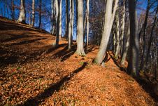 Beech Forest At Lake Chiemsee Royalty Free Stock Photo Beech Forest At Lake Chiemsee Royalty Free Stock Photo