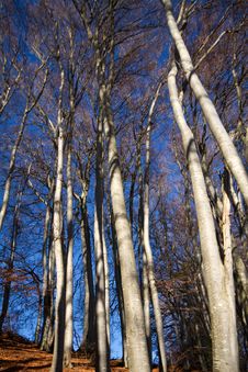 Beech Forest At Lake Chiemsee Stock Photos