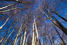 Beech Forest At Lake Chiemsee Royalty Free Stock Photography Beech Forest At Lake Chiemsee Royalty Free Stock Photography
