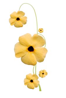 Flower Stock Photos Flower Stock Photos