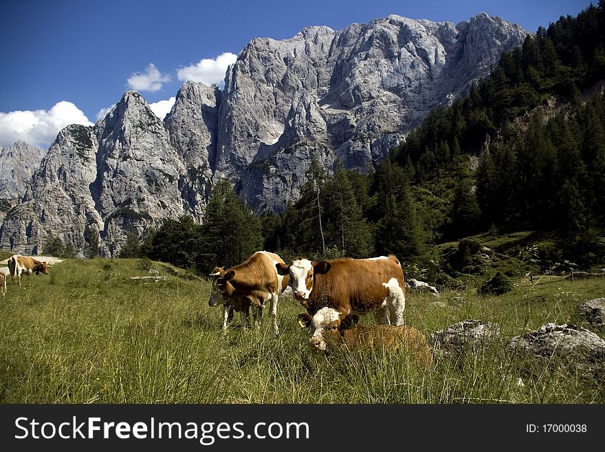 Cows high in the Alps. Cows high in the Alps