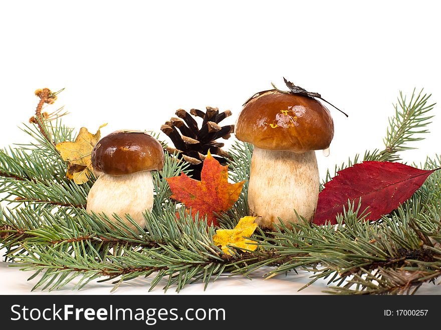 Branch and a mushroom, isolated on white
