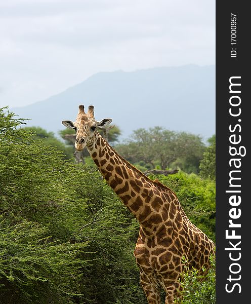 African giraffe big wild animal