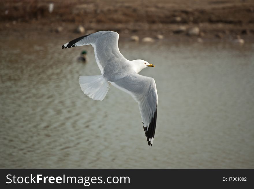 A Ring-billed gull soars over the waters of a pond. A Ring-billed gull soars over the waters of a pond.