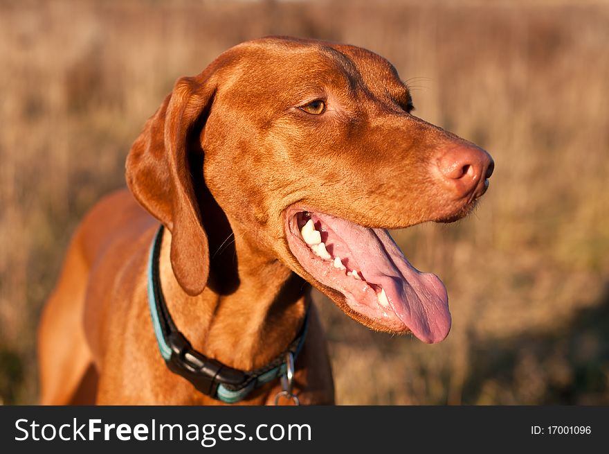 A happy looking Hungarian Vizsla dog in an autumn field. A happy looking Hungarian Vizsla dog in an autumn field.