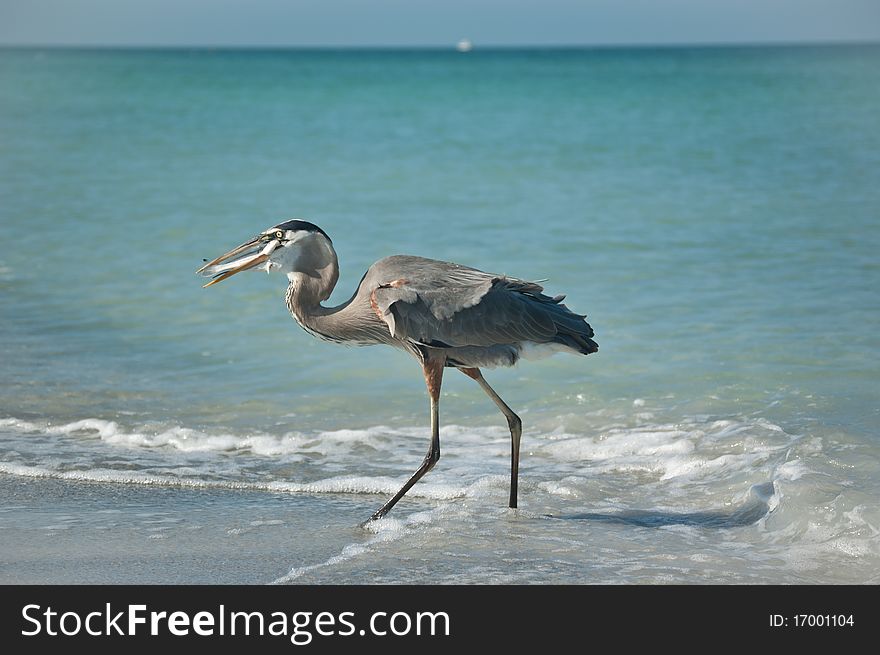 Great Blue Heron With Fish On A Gulf Coast Beach