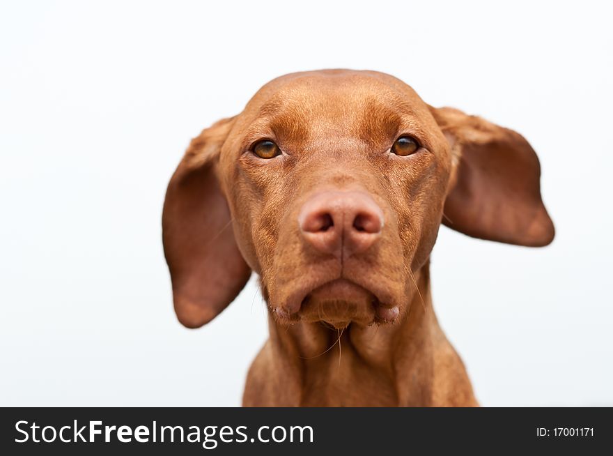 A closeup shot of a staring Hungarian Vizsla dog with one ear blowing in the wind and a grey sky in the background. A closeup shot of a staring Hungarian Vizsla dog with one ear blowing in the wind and a grey sky in the background