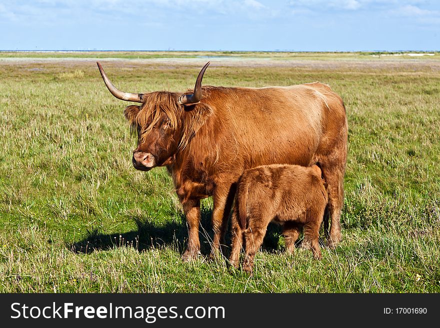 Galloway cattle standing in the meadow with his young calf