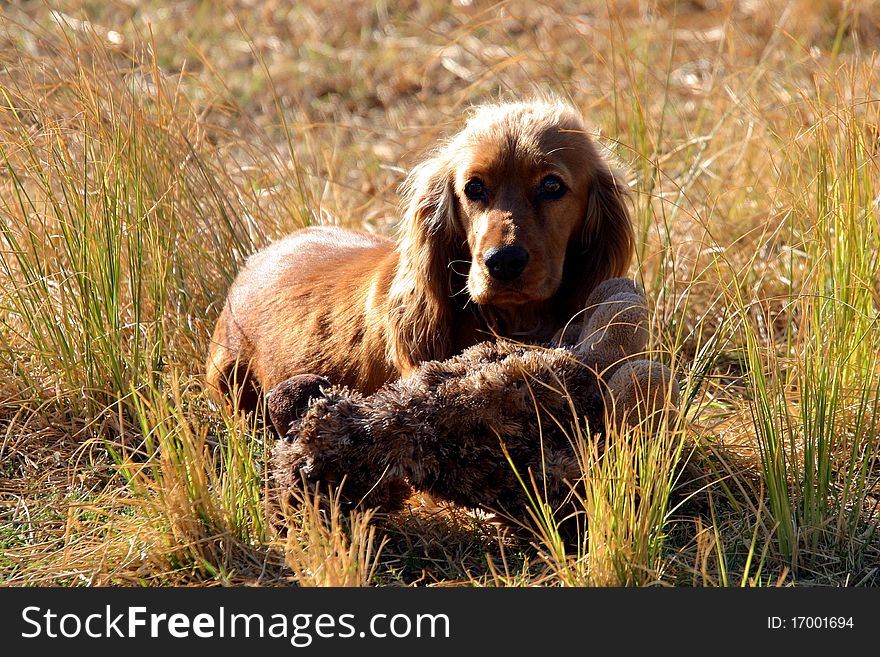 Spaniel outside with her soft toy. Spaniel outside with her soft toy