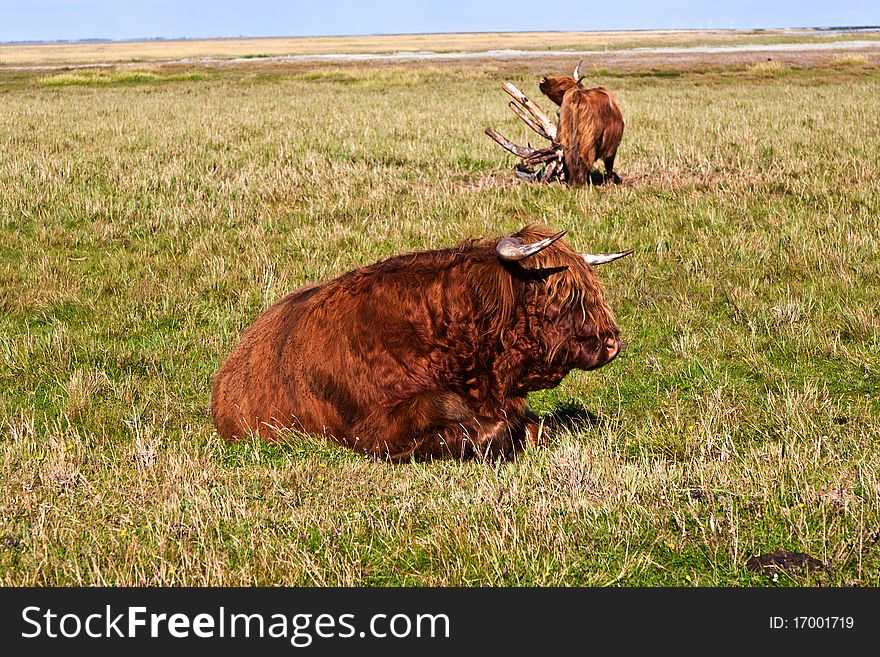 Galloway cattle standing in the meadow