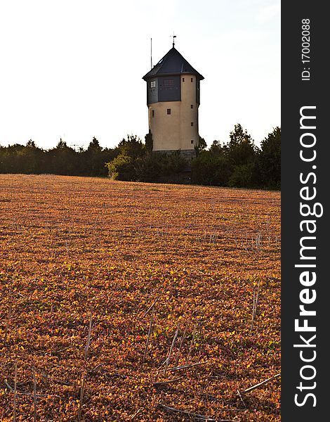 Field after harvest with colorful plants in sunset. Field after harvest with colorful plants in sunset