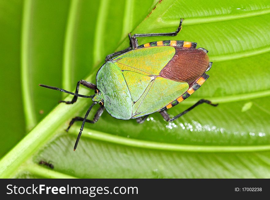 Colorful Shield Bug In Its Natural Environment