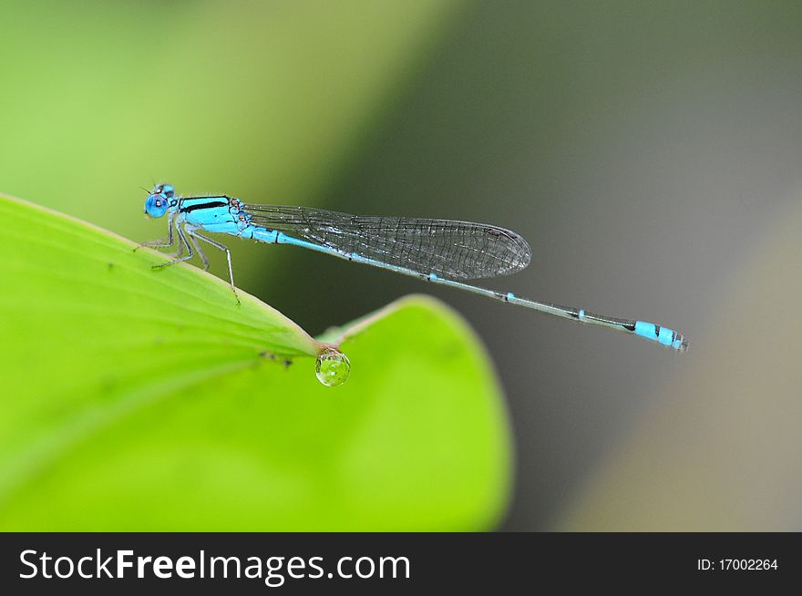 Small Blue color Damselfly Resting On A Leaf. Small Blue color Damselfly Resting On A Leaf