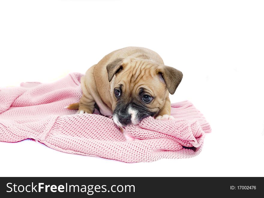Sharpei Cross Puppy chewing a pink item of clothing. Sharpei Cross Puppy chewing a pink item of clothing.