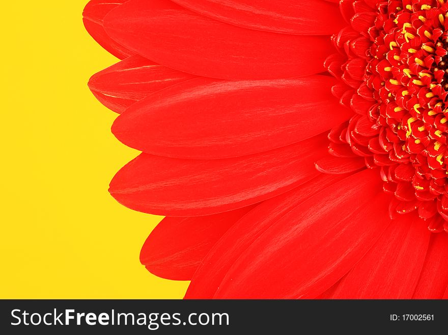 Petals of a red flower on a yellow background