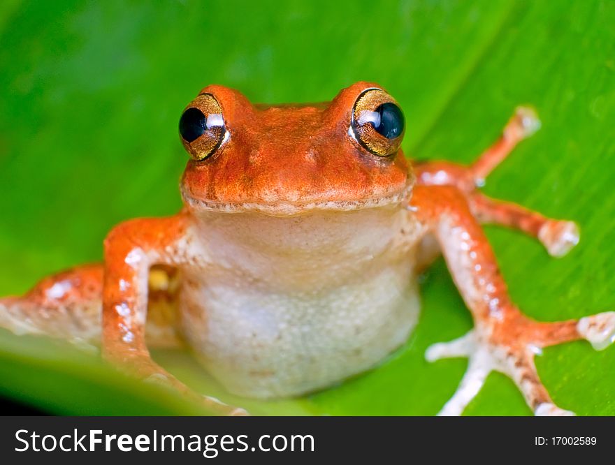 Frog Close-up