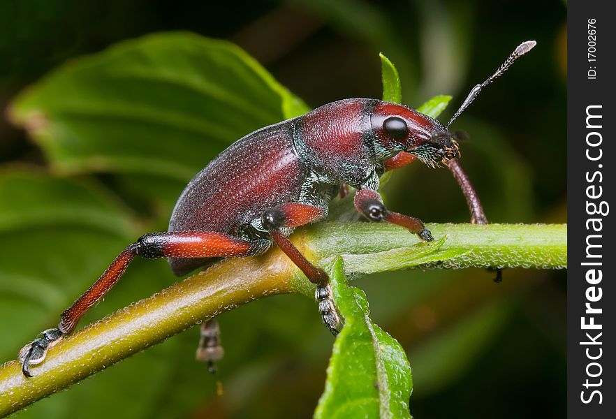 Weevil