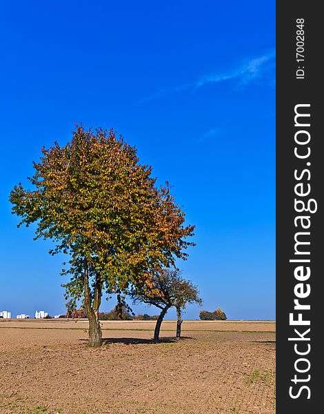 Beautiful Tree In Ploughed Acre