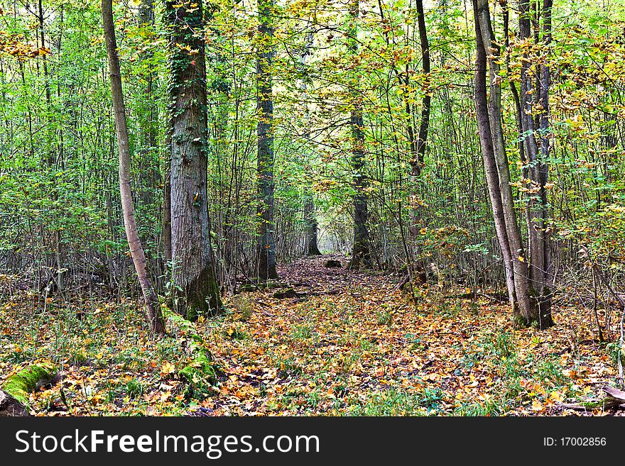 Path Through Old Oak Forest