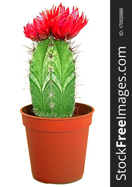 Blossoming cactus in a brown pot. Isolated.
