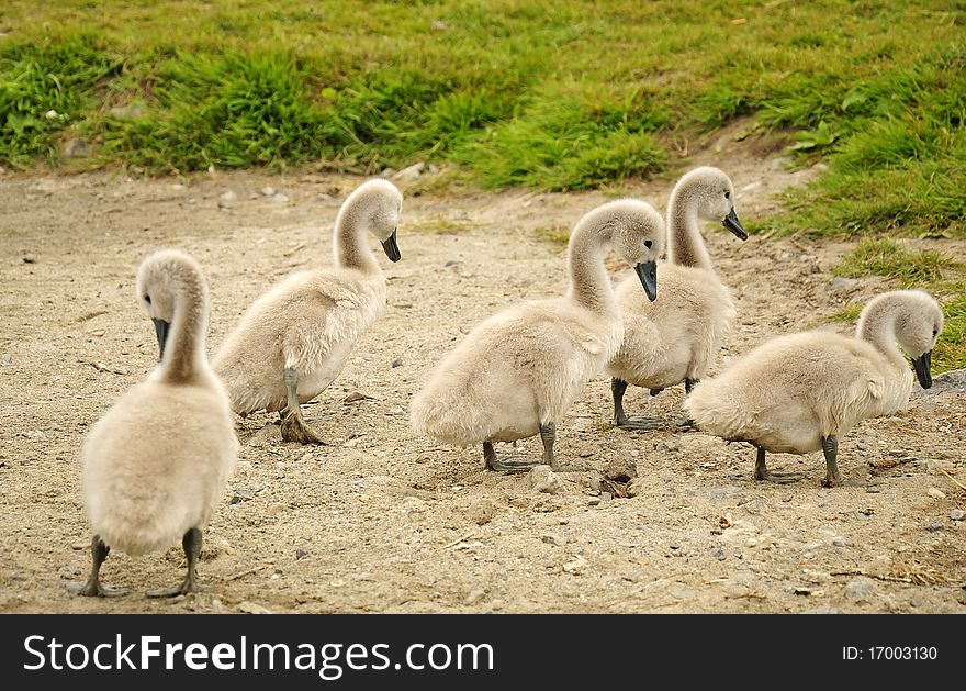 Group Of Young Swan Chicks