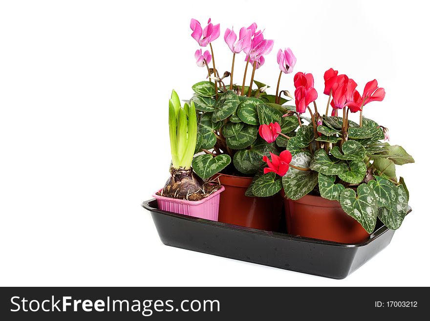 Pink and red cyclamen in brown flower pots. Pink and red cyclamen in brown flower pots