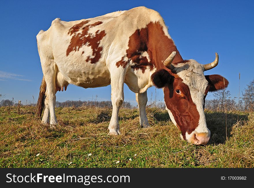 A cow on an autumn pasture in a rural landscape under the dark blue s