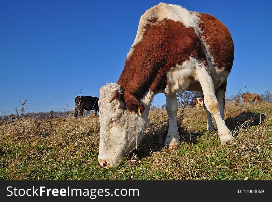 Cow on an autumn pasture