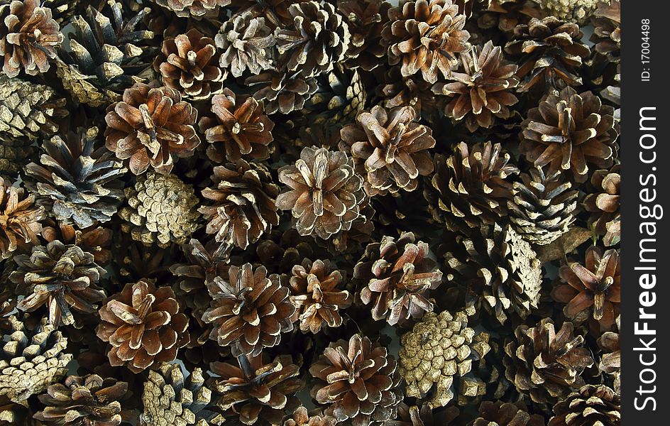 Pine Cones