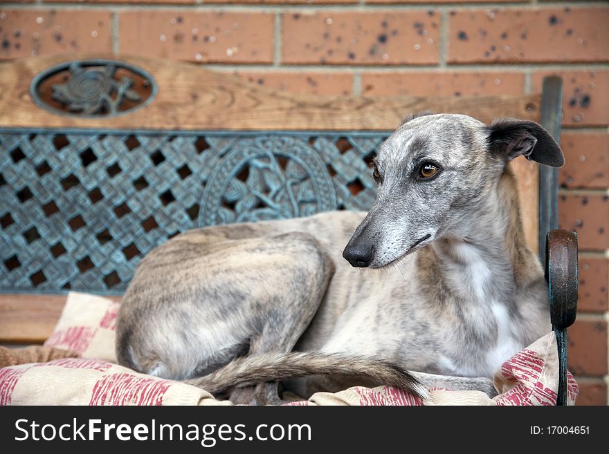 Whippet Lying On Beach Seat