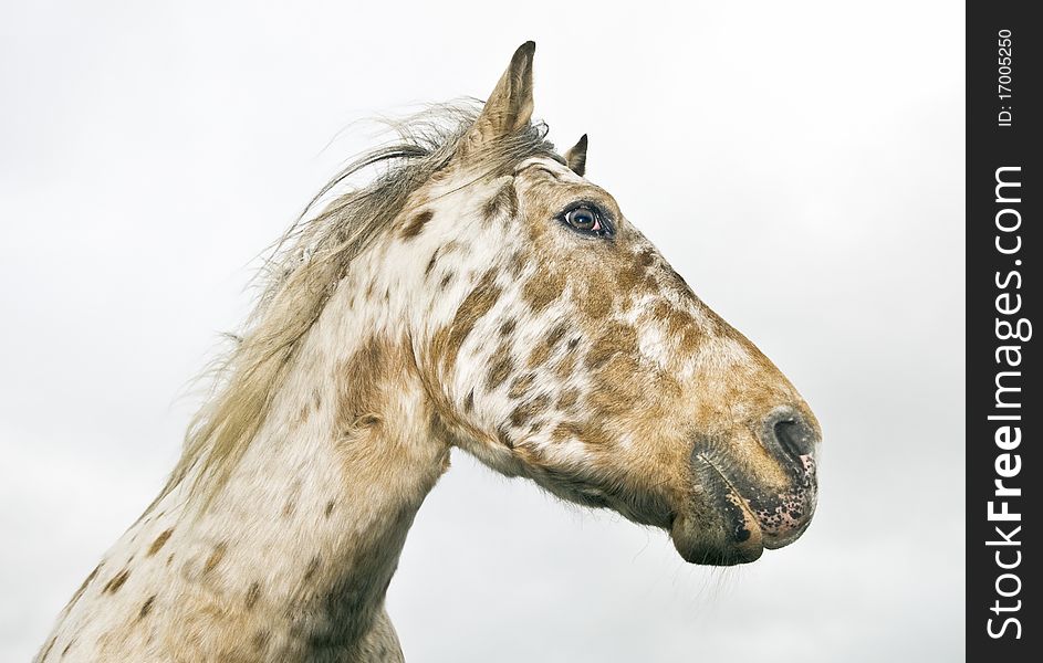 Color portrait photo of a beautiful appaloosa horse looking to his side in profile.