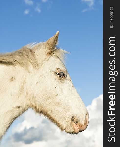 A color portrait of a beautiful white appaloosa foal standing in profile against a blue sky. A color portrait of a beautiful white appaloosa foal standing in profile against a blue sky.