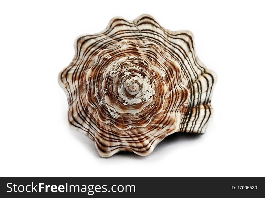 Spiral seashell on white background