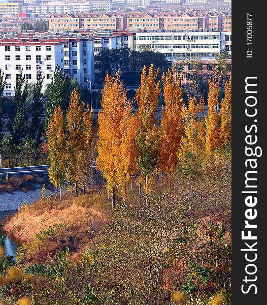 Beautiful autumn landscape, the tree leaves change into yellow. Beautiful autumn landscape, the tree leaves change into yellow.