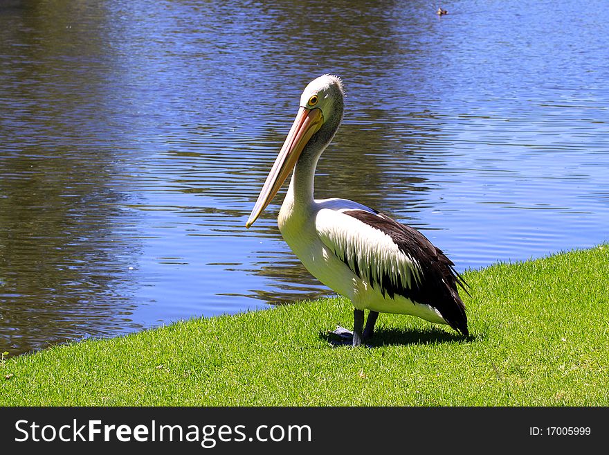 Australian Pelican - Pelecanus Conspicillatus - along the River Torrens, Adelaide, Australia