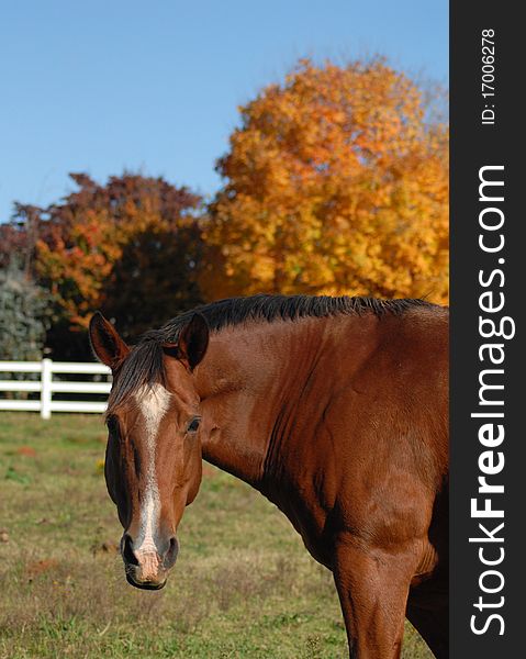 Bay horse in field with Fall leaves in background. Bay horse in field with Fall leaves in background.