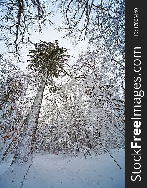 Beautiful lonely tree in winter. Snowy landscape