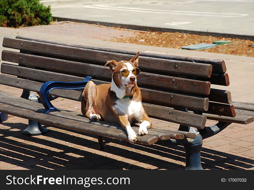 Dog wearing sunglasses on a bench. Dog wearing sunglasses on a bench