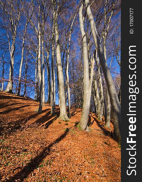 Beech forest at lake Chiemsee in autumn against blue sky