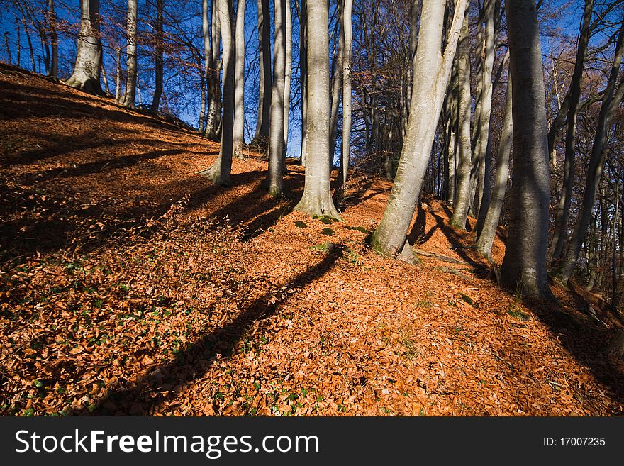 Beech forest at lake Chiemsee