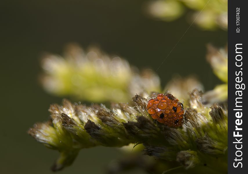 Coccinella septempunctata ladybug on a flower