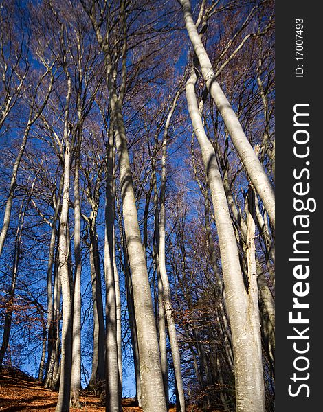 Beech forest at lake Chiemsee