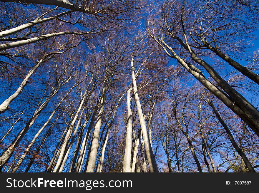 Beech forest at lake Chiemsee