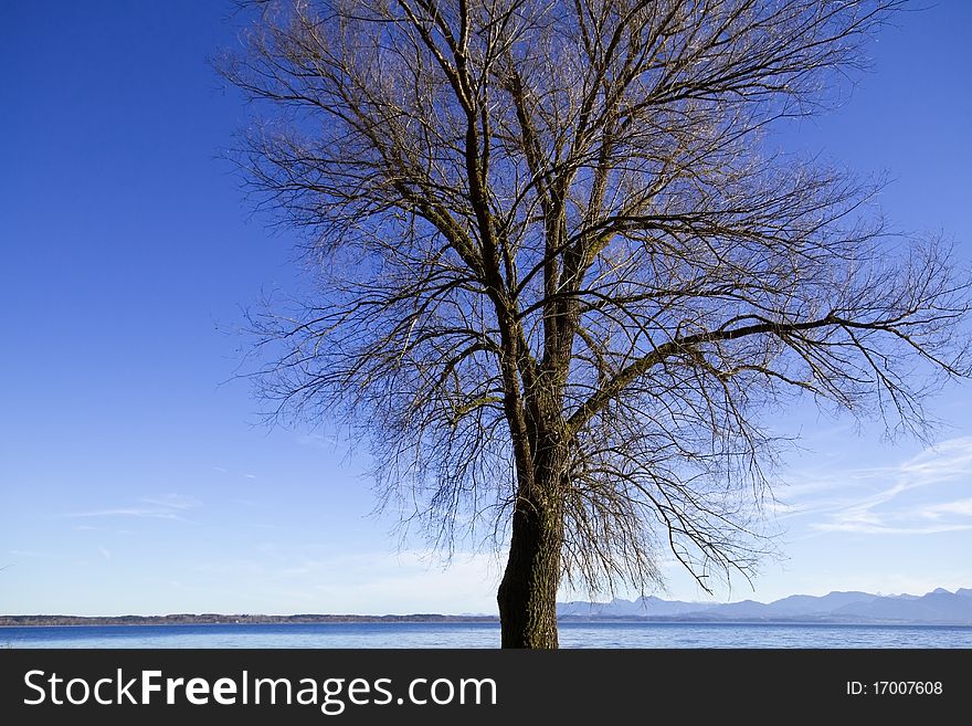 Leafless tree in autumn against blue sky at lake Chiemsee, Bavaria, Germany