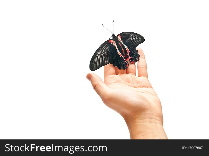 Black and red butterfly on man's hand. Black and red butterfly on man's hand