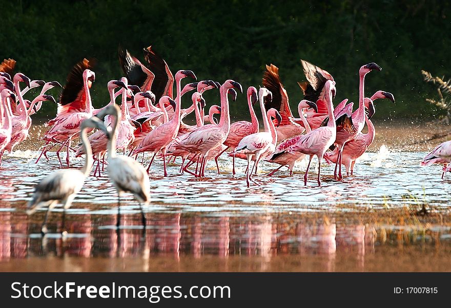 A flock of pink flamingos awaiting takeoff. A flock of pink flamingos awaiting takeoff