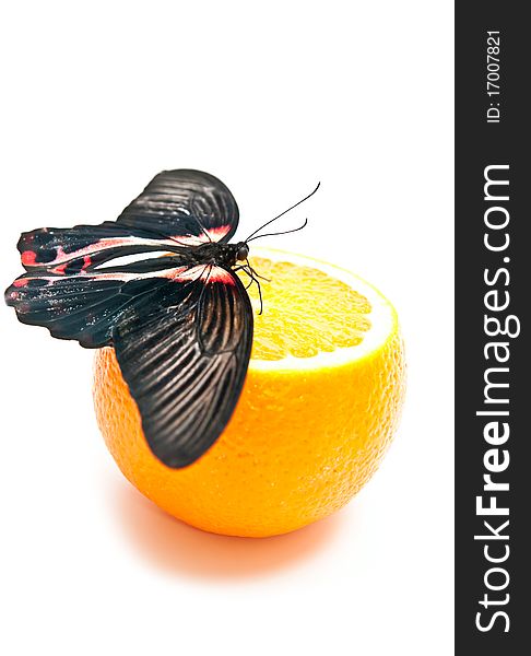 Butterfly and orange