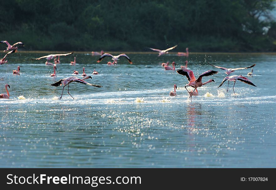 Group of pink flamingos taking off in Kenya. Group of pink flamingos taking off in Kenya